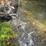 amap 13 saubetage alpines 20 novembre 2025