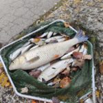 amap 13 sauvetage les alpines novembre 2025