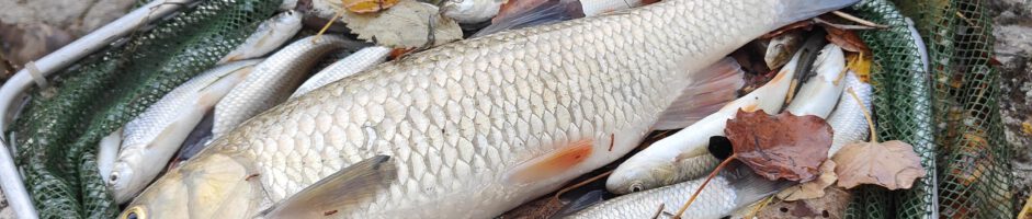 Comptage et Sauvetage